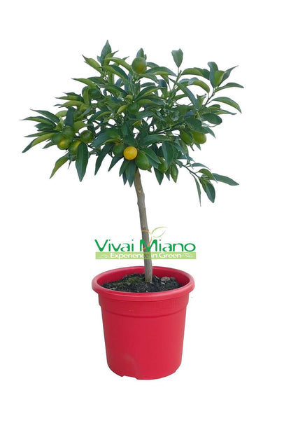 Plante de Kumquat AVEC FRUIT - pot Ø 20 Rouge