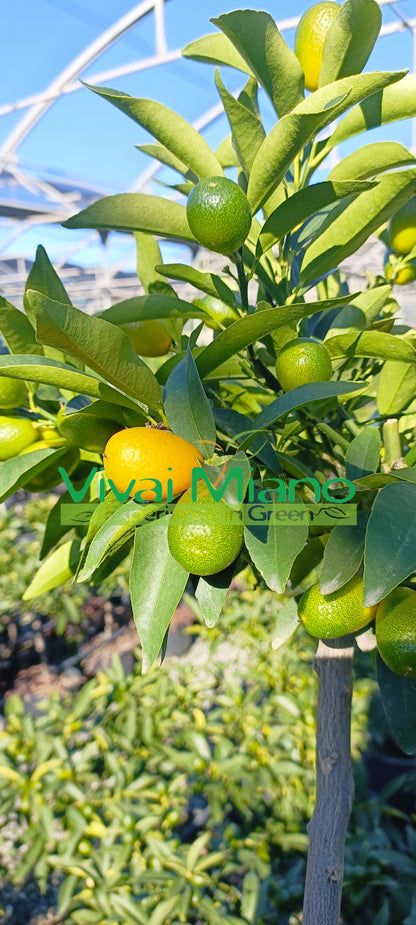 Kumquat - Mandarine Chinoise (pot - 20) avec fruit