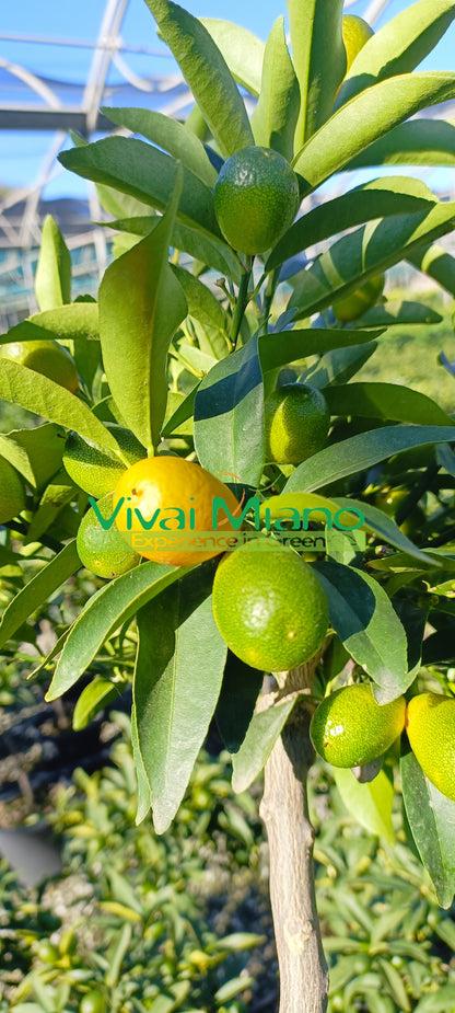 Kumquat ou mandarinier chinois