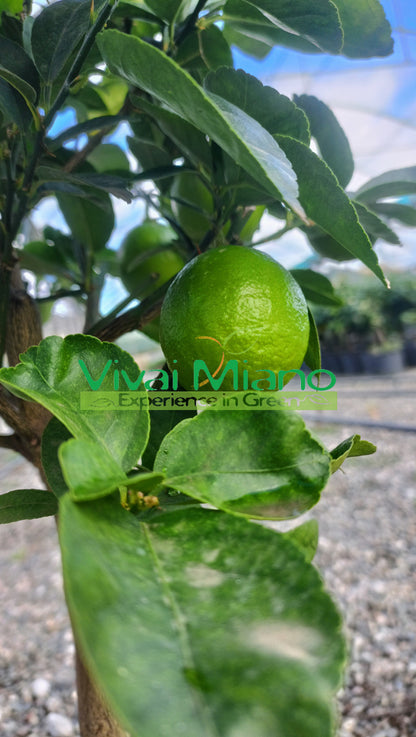 Plante de lime mexicaine (pot - 20)
