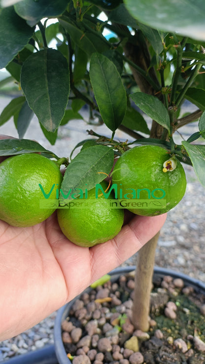 Plante de lime mexicaine (pot - 20)