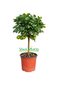 Plante de lime mexicaine (pot - 20)
