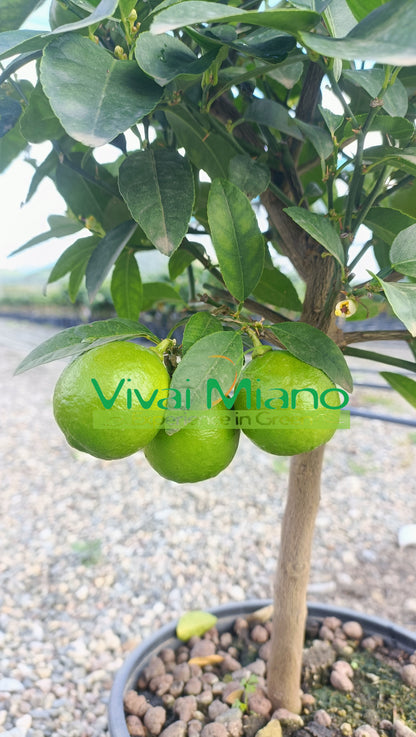 Plante de lime mexicaine (pot - 20)