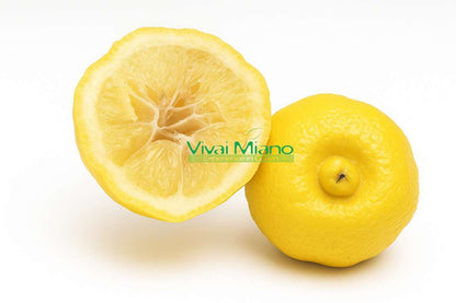 Citronnier doux de Rome