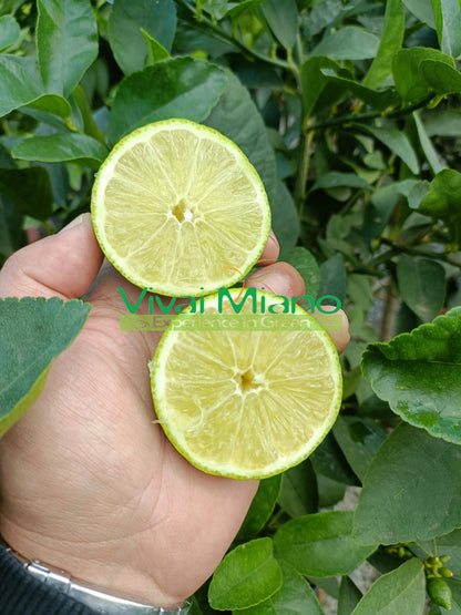 Citronnier (pot - 24)