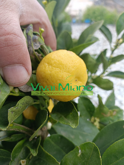 Lime Pursha (pot - 20)