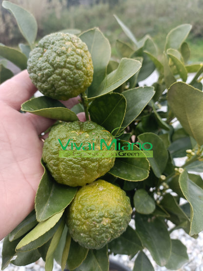 Lime Pursha (pot - 20)