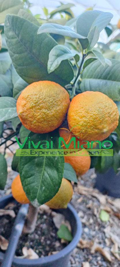 Plant de lime rouge de Rangpur