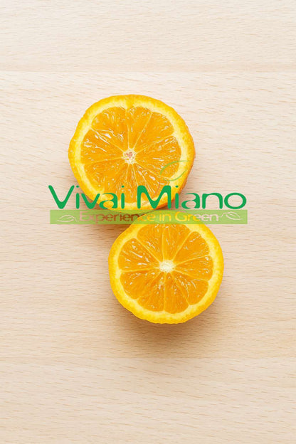 Plant de lime rouge de Rangpur