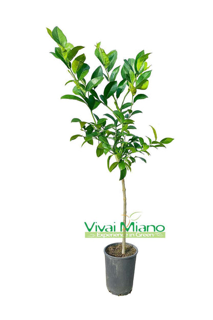 Plant de lime rouge de Rangpur