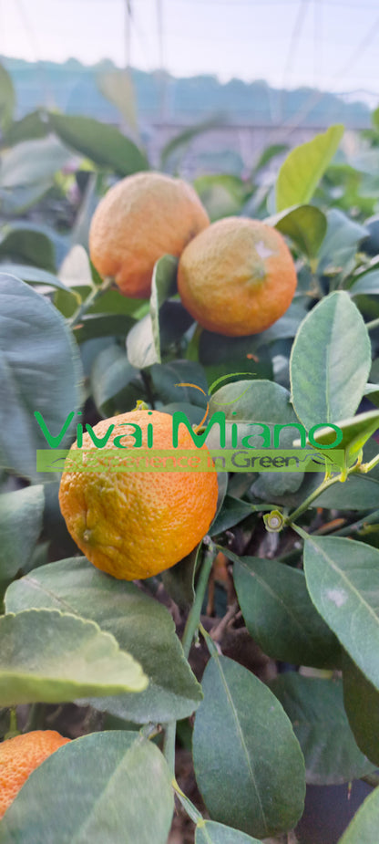 Plante de Lime Rangpur (pot - 20) avec fruit