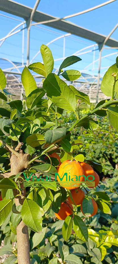 Plante de Lime Rangpur (pot - 20) avec fruit