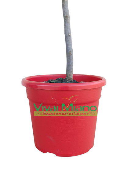 Lime de Rangpur AVEC FRUIT - pot Ø 20 Rouge