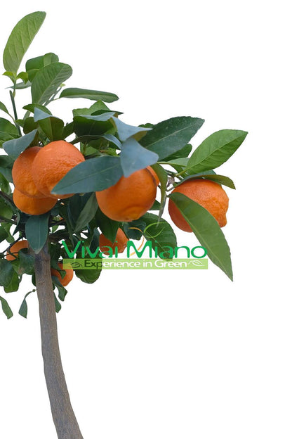 Plante de Lime Rangpur (pot - 20) avec fruit
