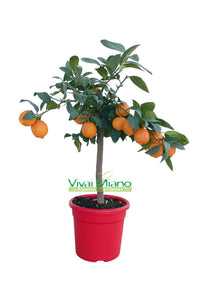 Lime de Rangpur AVEC FRUIT - pot Ø 20 Rouge
