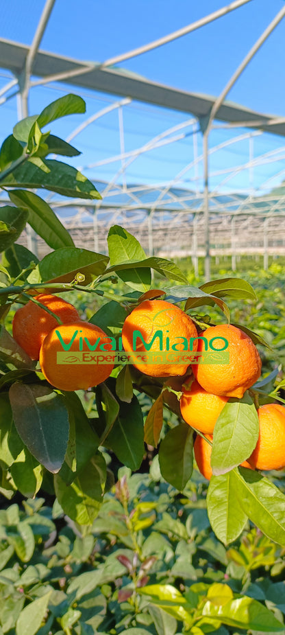 Plante de Lime Rangpur (pot - 20) avec fruit