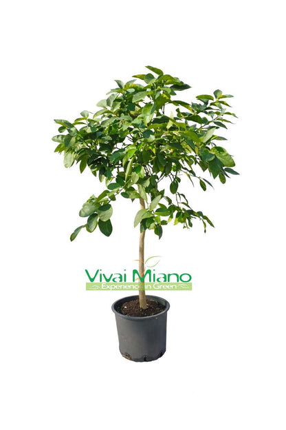 Citronnier (pot - 24)