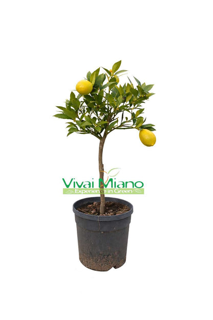 Plante de limequat (pot - 20)