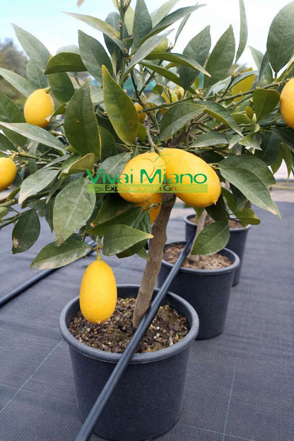 Plante de limequat (pot - 20)