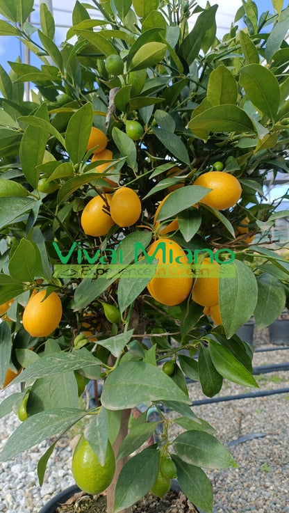 Limequat (pot de 24 - buisson)