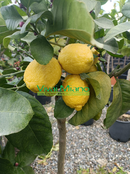 Plant de Citronnier Carrubaro (pot - 20)
