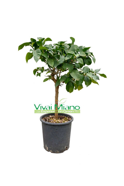 Plant de Citronnier Carrubaro (pot - 20)
