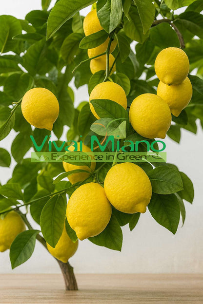 Plant de citronnier Cerza