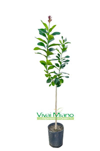 Plant de citronnier Cerza