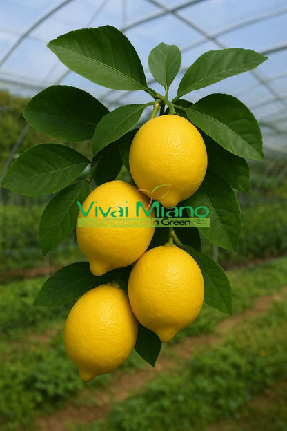 Citronnier Femminello de Syracuse