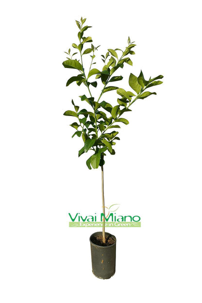 Citronnier Femminello de Syracuse