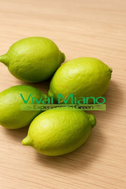 Plant de citron Interdonato