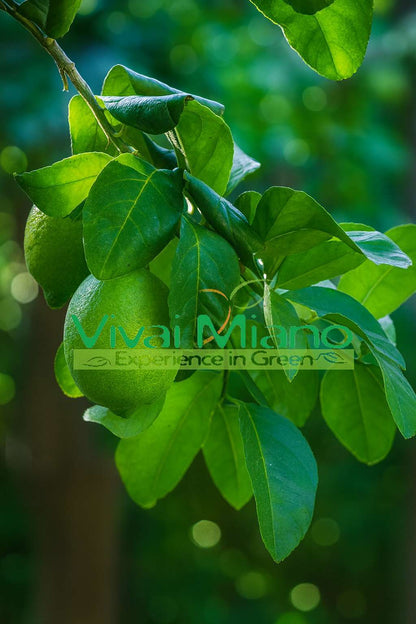 Plant de citron Interdonato