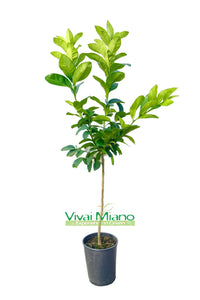 Plant de citron Interdonato