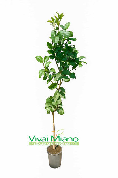 Citronnier Lunario "4 Saisons"