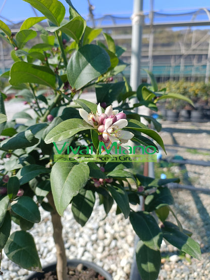 Citronnier Meyer (pot - 20)