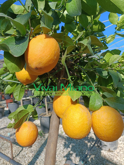 Citronnier Meyer (pot - 20)