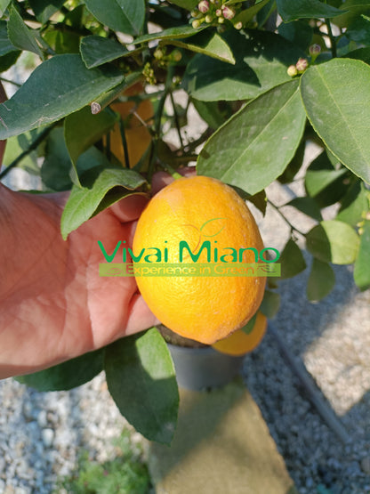 Citronnier Meyer (pot - 20)