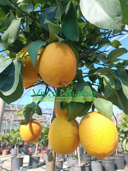 Citronnier Meyer (pot - 20)