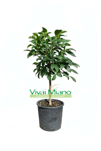 Citronnier Meyer (pot - 20)