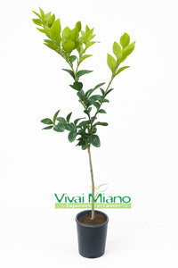 Citronnier Ovale de Sorrente