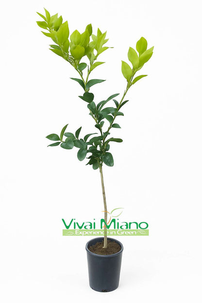 Citronnier Ovale de Sorrente