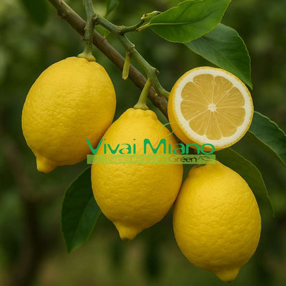 Citronnier Ovale de Sorrente