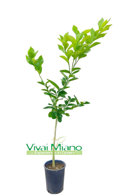 Citronnier Ovale de Sorrente