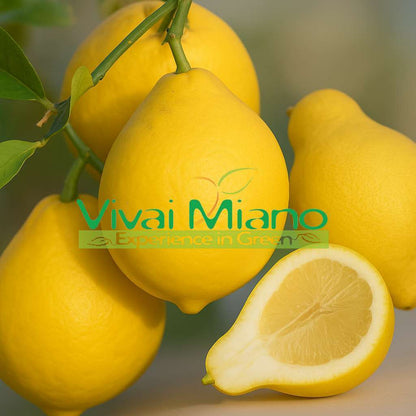 Plant de Citronnier Poire du Commandeur