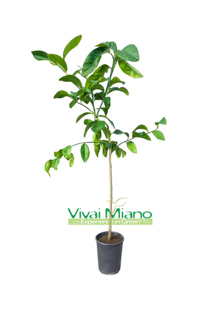 Plant de Citronnier Poire du Commandeur