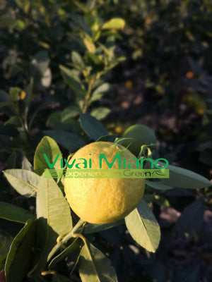 Plant de Citronnier Portugais (pot - 20)