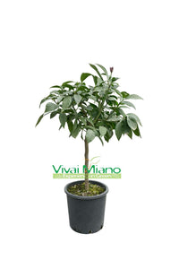 Plant de Citronnier Portugais (pot - 20)