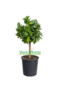 Plant de citron rouge (pot - 20)