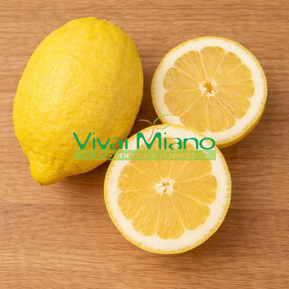 Plant de citron Amalfi Sfustato