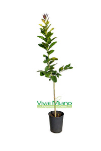 Plant de citron Amalfi Sfustato